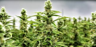 « la Bretagne légalise le cannabis »