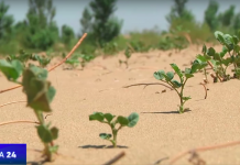 Des scientifiques ont mis au point un procédé permettant de rendre le désert fertile