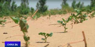 Des scientifiques ont mis au point un procédé permettant de rendre le désert fertile