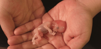 La vie est Neguentropie, la Mort est Entropie – Lettre Ummo