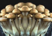 L’Orégon (USA) veut légaliser les Champignons Magiques (source CNN)