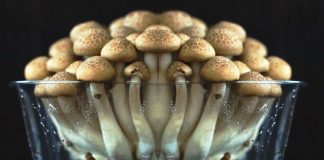 L’Orégon (USA) veut légaliser les Champignons Magiques (source CNN)