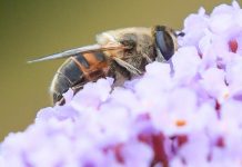 “Sans eux, la planète est inhabitable” : on a demandé à un spécialiste s’il fallait s’inquiéter de la disparition des insectes