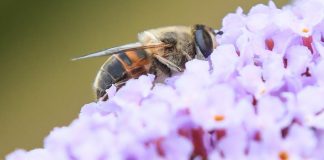 “Sans eux, la planète est inhabitable” : on a demandé à un spécialiste s’il fallait s’inquiéter de la disparition des insectes