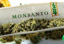 Touche pas à mon Herbe !