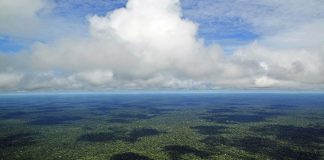 Jugée « non productive », la forêt amazonienne va être dévastée par le Brésil pour être urbanisée