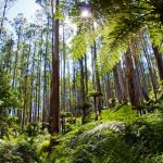 reforestation australie