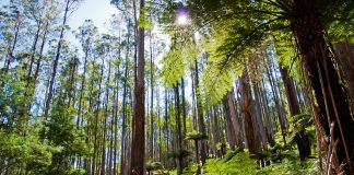 Reforestation : l’Australie veut planter un milliard d’arbres