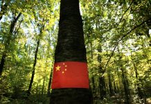 La Chine se rue sur le bois des forêts françaises