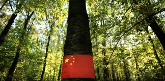 La Chine se rue sur le bois des forêts françaises