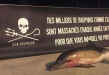 La Rochelle : l’ONG Sea Shepherd dépose un cadavre de dauphin sur le Vieux Port pour dénoncer les méthodes de pêche