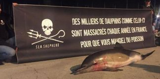 La Rochelle : l’ONG Sea Shepherd dépose un cadavre de dauphin sur le Vieux Port pour dénoncer les méthodes de pêche