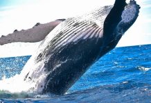 Pollution: Une baleine meurt aux Philippines avec 40 kilos de plastique dans l’estomac