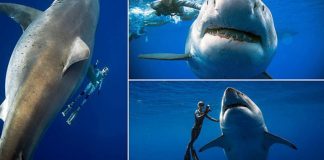 Des plongeurs filment le plus grand requin blanc “Deep Blue” jamais enregistré au monde