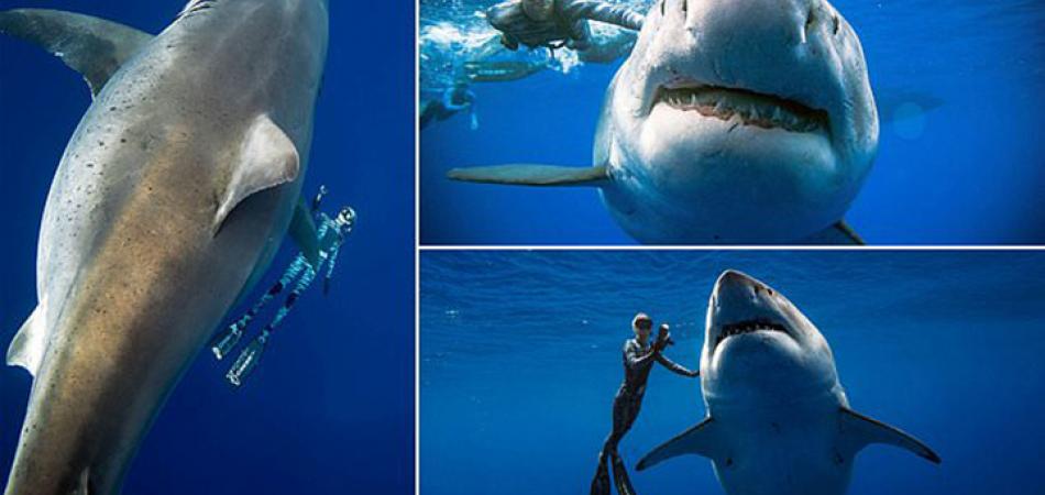 Des Plongeurs Filment Le Plus Grand Requin Blanc “Deep Blue” Jamais ...