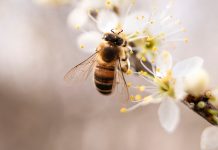 Un tiers des colonies d’abeilles ont disparu l’hiver dernier en France