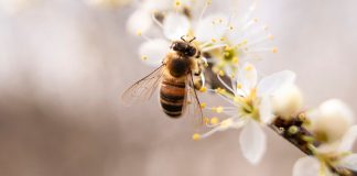 Un tiers des colonies d’abeilles ont disparu l’hiver dernier en France