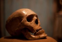 Une étude génétique massive révèle que 90 % des animaux de la Terre sont apparus en même temps !