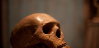 Une étude génétique massive révèle que 90 % des animaux de la Terre sont apparus en même temps !