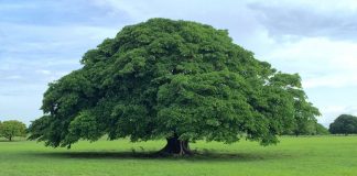 Les arbres ont un “battement de cœur”, selon les dernières découvertes scientifiques