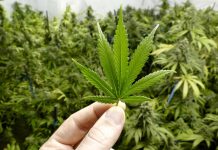 Qui suis-je? / Who Am I? …