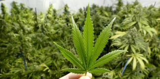 Qui suis-je? / Who Am I? …