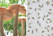Pestalotiopsis Microspora : le champignon qui mange le plastique