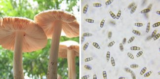 Pestalotiopsis Microspora : le champignon qui mange le plastique