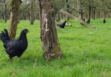 VIDÉO – Un Breton utilise la poule noire de Janzé comme alternative aux pesticides
