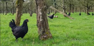 VIDÉO – Un Breton utilise la poule noire de Janzé comme alternative aux pesticides