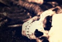 Squelettes des dieux – Enseignements de la Sagesse S2: Ep6