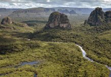 Projet en cours pour planter 1 billions d’arbres