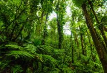 Une “Déclaration des droits de l’arbre” bientôt intégrée dans la loi ?
