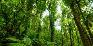Une “Déclaration des droits de l’arbre” bientôt intégrée dans la loi ?