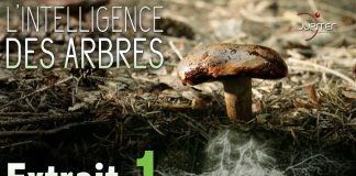 L’Intelligence des Arbres // Bande Annonce Officielle // VF