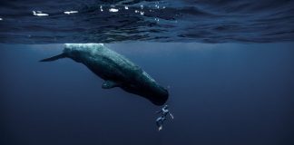 Un souffle autour du monde