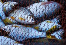 La pêche électrique va être interdite, et c’est une bonne nouvelle