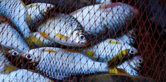 La pêche électrique va être interdite, et c’est une bonne nouvelle