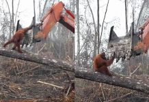 Un Orangutan se bat contre une excavatrice pour protéger sa maison
