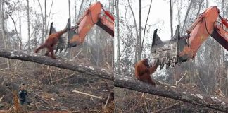 Un Orangutan se bat contre une excavatrice pour protéger sa maison