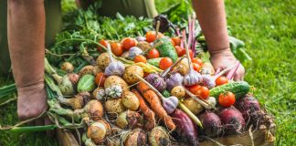 La mairie de Vannes crée sa propre régie de maraîchage bio