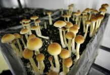 Denver (USA) vote sur l’opportunité de décriminaliser la médecine naturelle des champignons magiques
