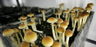 Denver (USA) vote sur l’opportunité de décriminaliser la médecine naturelle des champignons magiques
