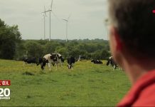 VIDEO. Les courants électriques à l’origine des mystérieuses morts de vaches ?