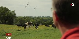 VIDEO. Les courants électriques à l’origine des mystérieuses morts de vaches ?