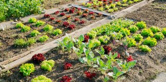 Des gilets jaunes réclament des terrains pour y cultiver des potagers