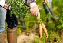 Record : 5 000 fermes françaises converties au bio en 2018