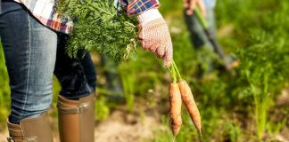Record : 5 000 fermes françaises converties au bio en 2018
