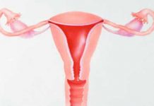 Découverte du nombre d’or dans l’utérus