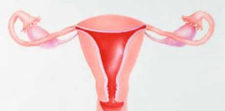 Découverte du nombre d’or dans l’utérus